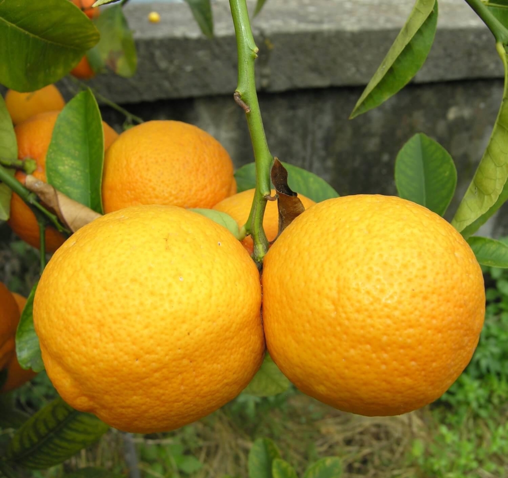 Волкамериана лимон купить