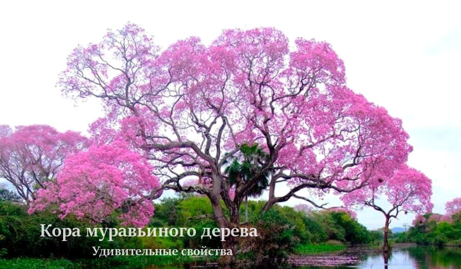 Муравьиное дерево (Пау Д'Арко, тахибо, розовое лапачо, табебуя