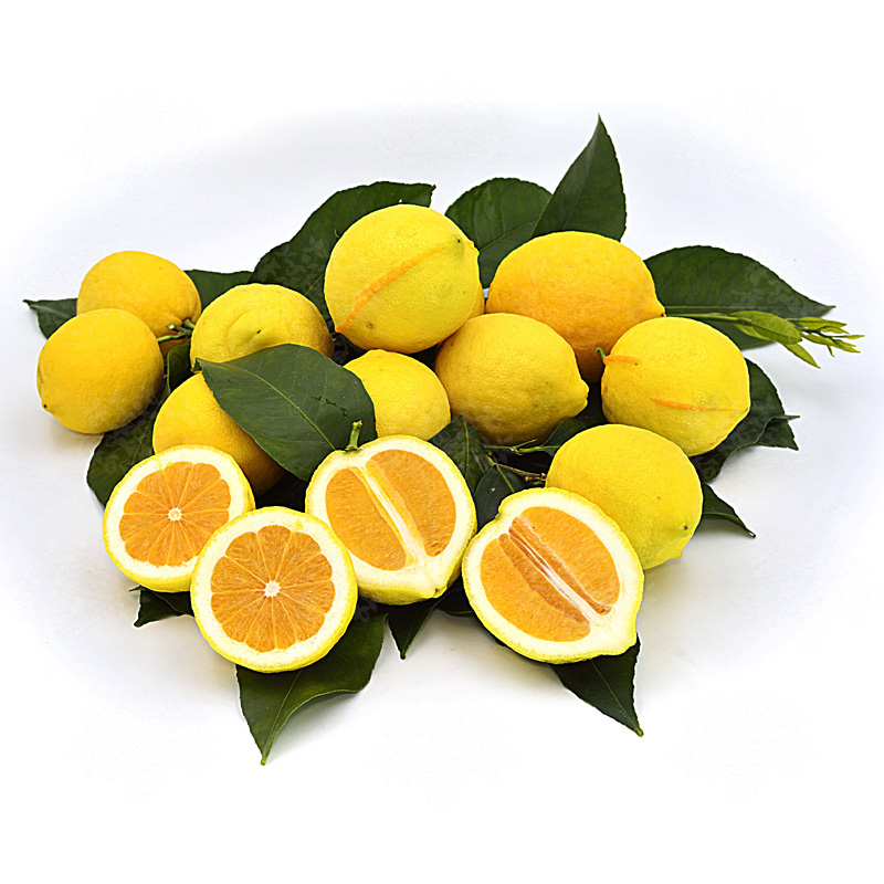 Лимон Сангвинеум (C.limon 