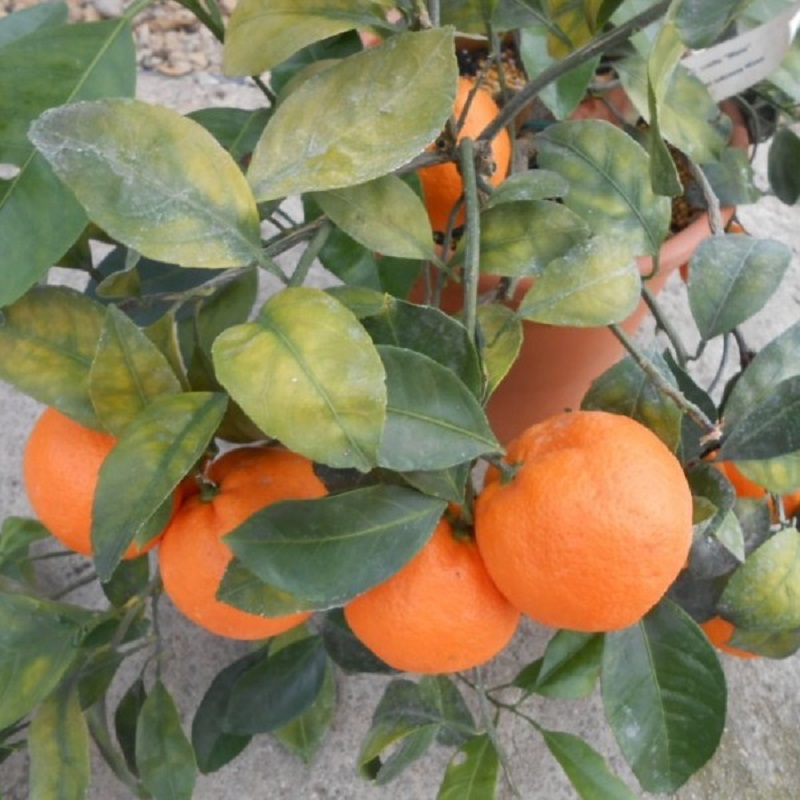 Мандарин Уншиу, группы Сатсума (Citrus unshiu, Citrus reticulata)