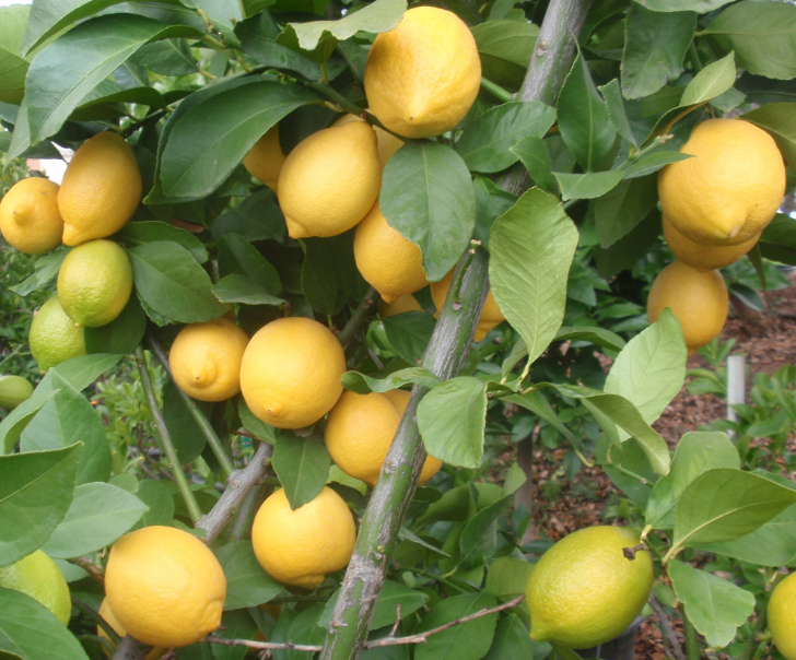 Лимон "Рос Эврика" (Eureka Lemon)
