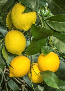 Лимон Сангвинеум (C.limon "Sanguineum")