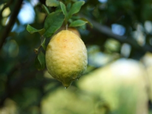 Лимон "Новозеландский" C. limon