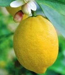 Лимон "Новозеландский" C. limon