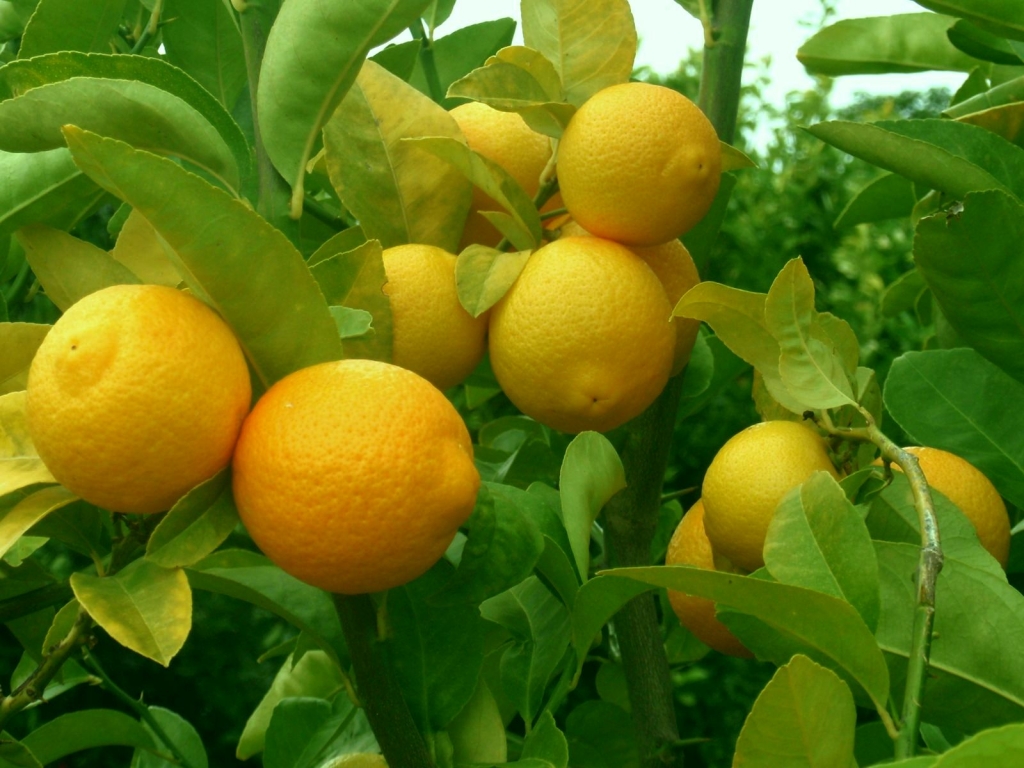 волкамер лимон волкамериана
